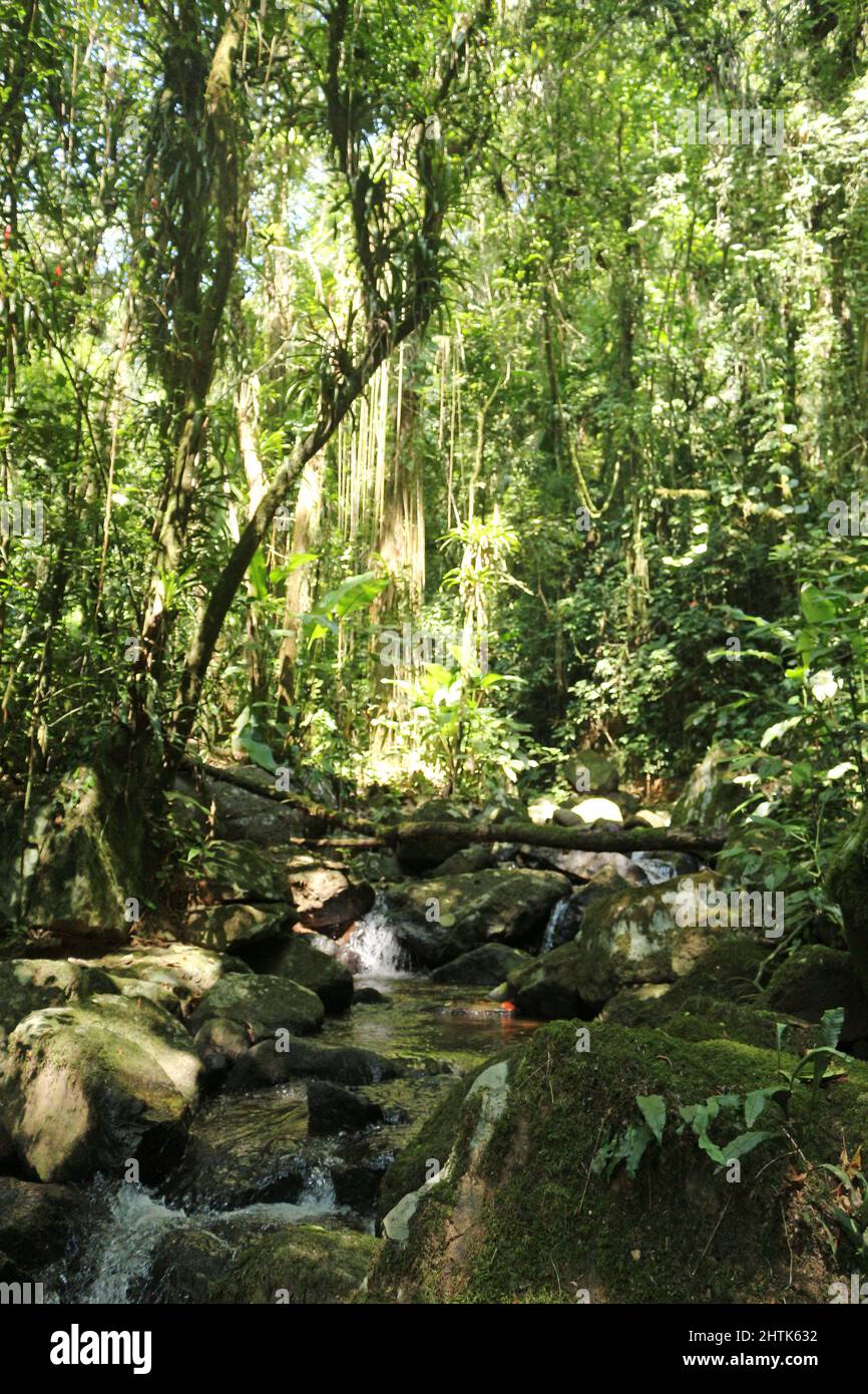 La exuberancia de los cursos de agua dentro del Bosque Atlántico, preservada en las pequeñas propiedades de Brasil, una vida independiente de nuestra naturaleza. Foto de stock