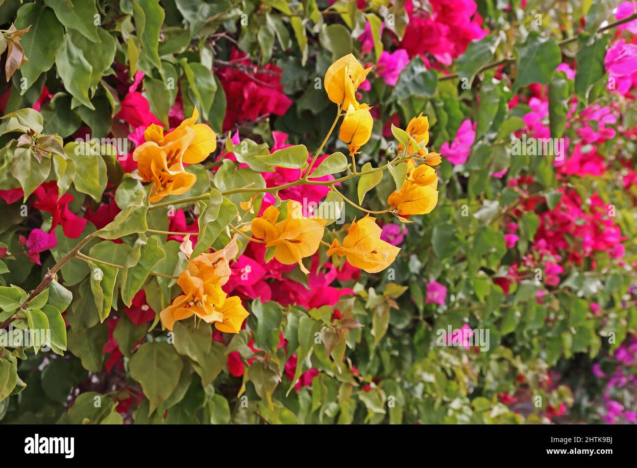 Flores de buganvillas de varios colores fotografías e imágenes de alta  resolución - Alamy