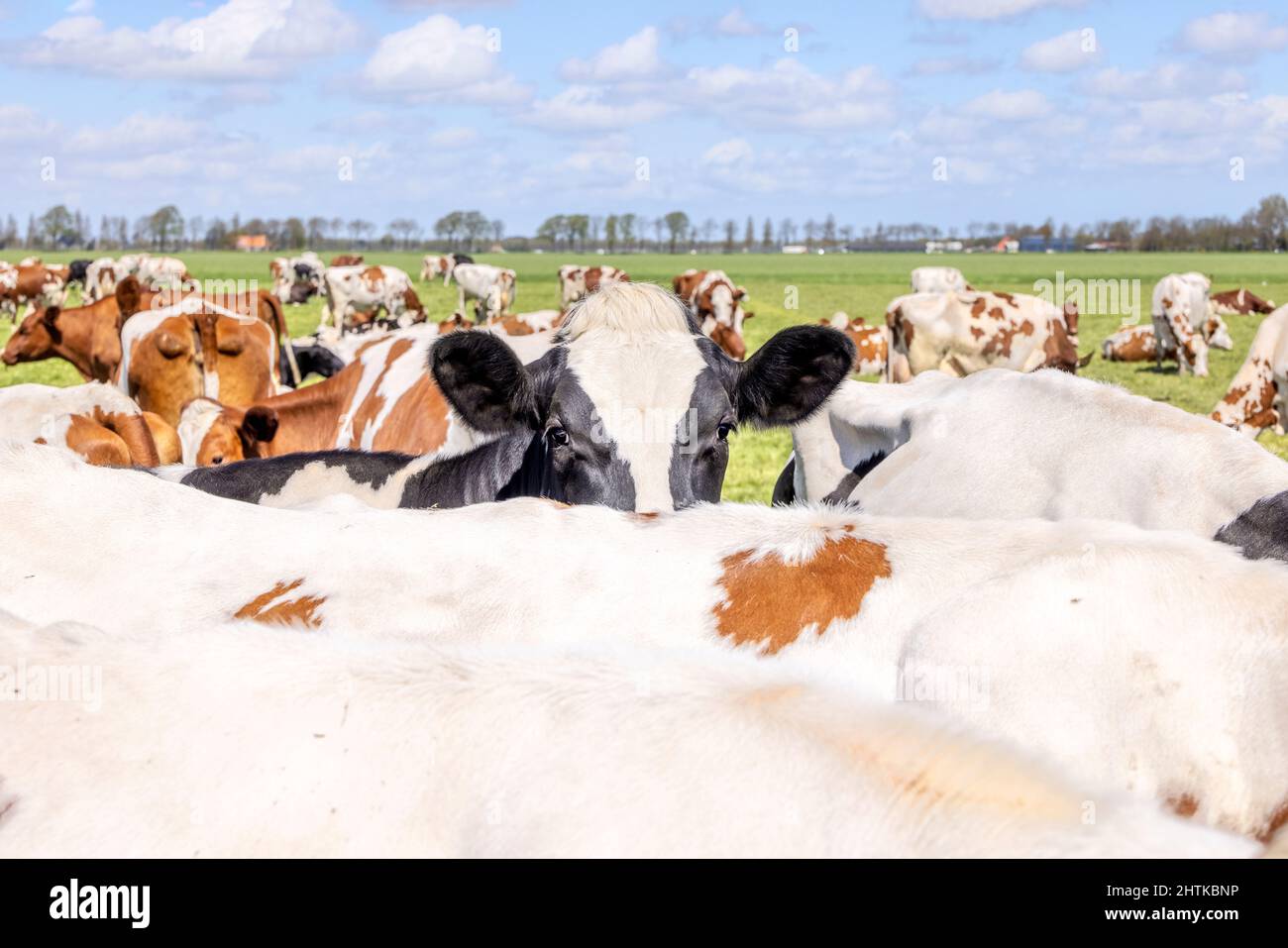 Nariz de vaca mirando sobre la parte posterior de otra vaca, vacas blancas y negras, rebaño de paisaje y nubes en un cielo azul. Foto de stock