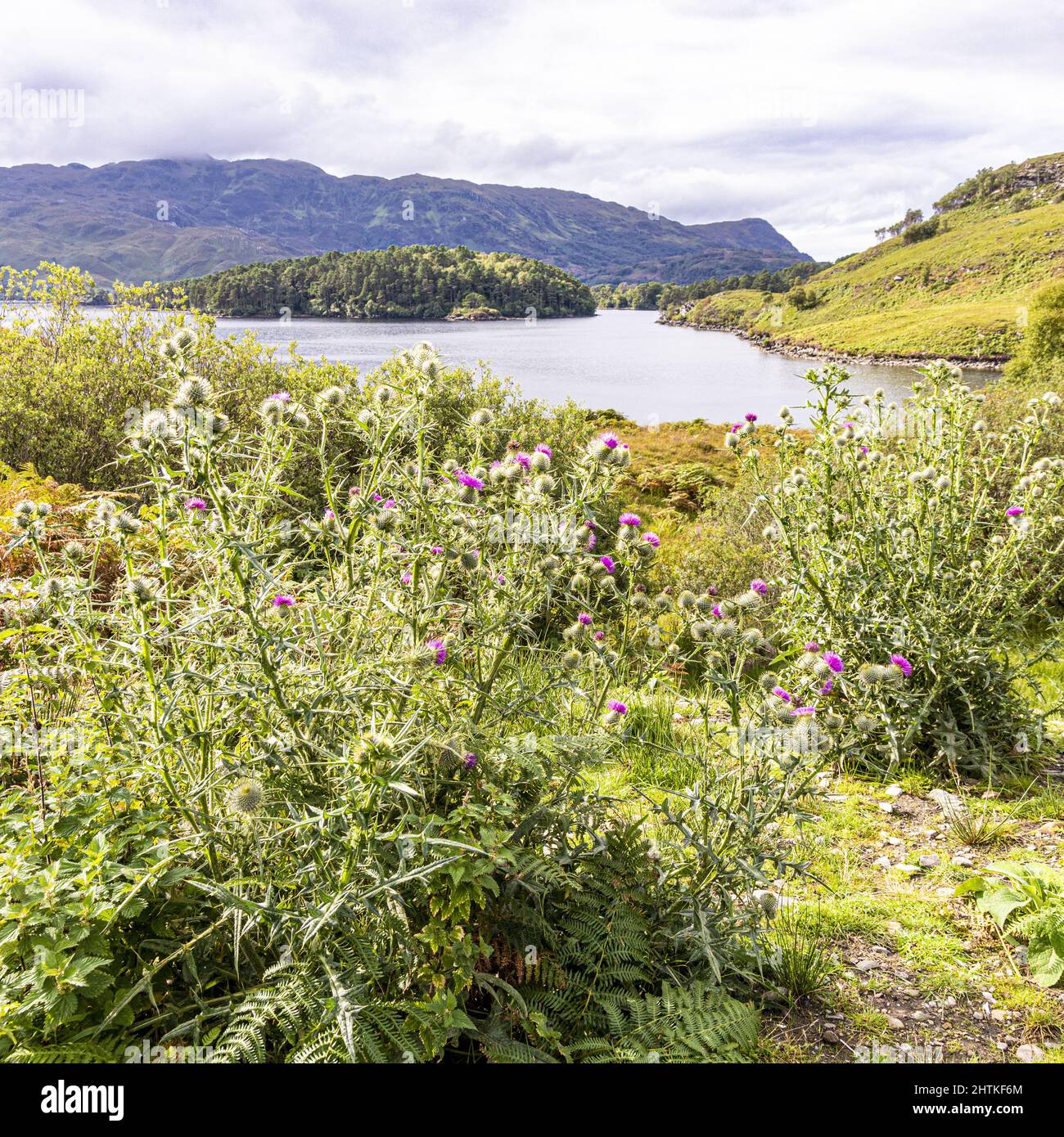 Cardos que crecen en las orillas del lago Morar, Highland, Escocia Reino Unido Foto de stock