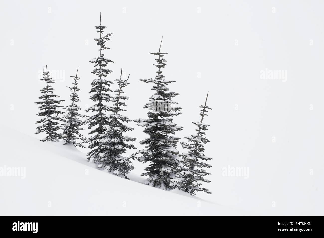 Árboles perennes cubiertos de nieve en una pendiente en invierno Foto de stock