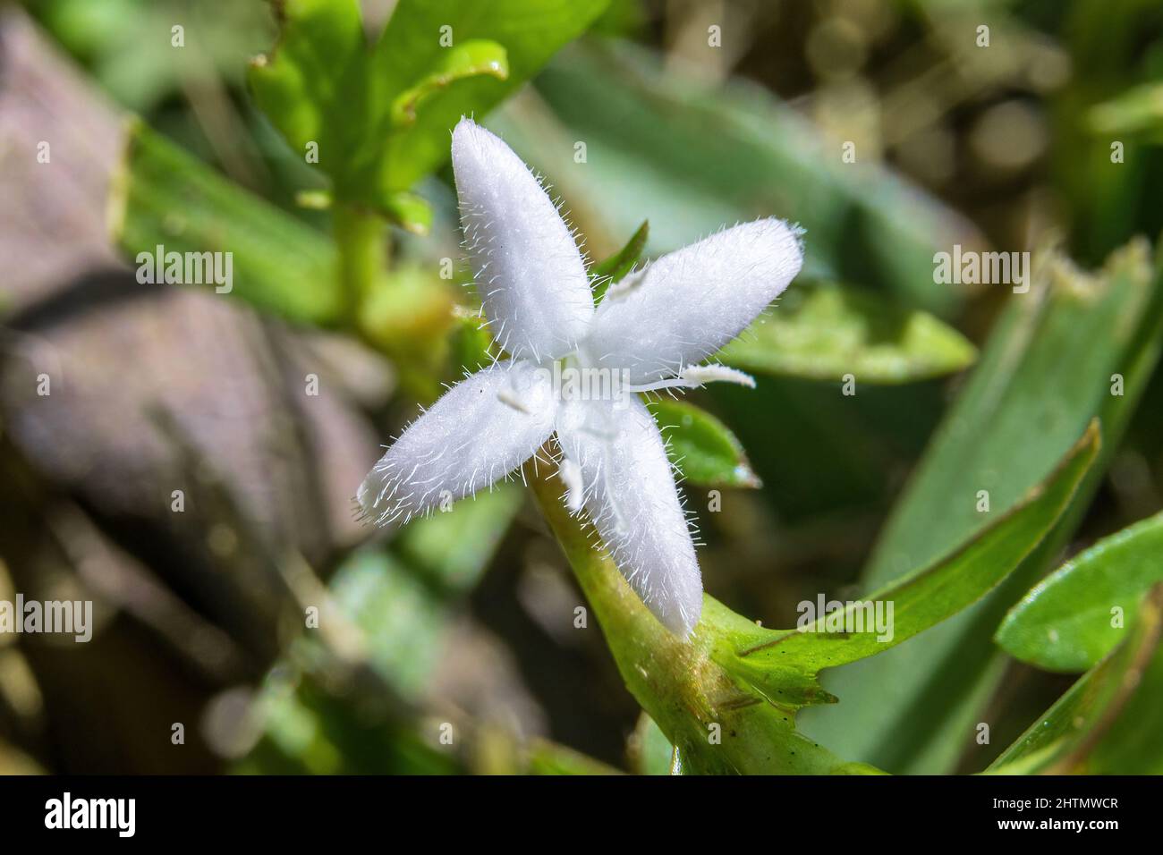 Virginia buttonweed (Diodia virginiana) - Davie, Florida, Estados Unidos Foto de stock