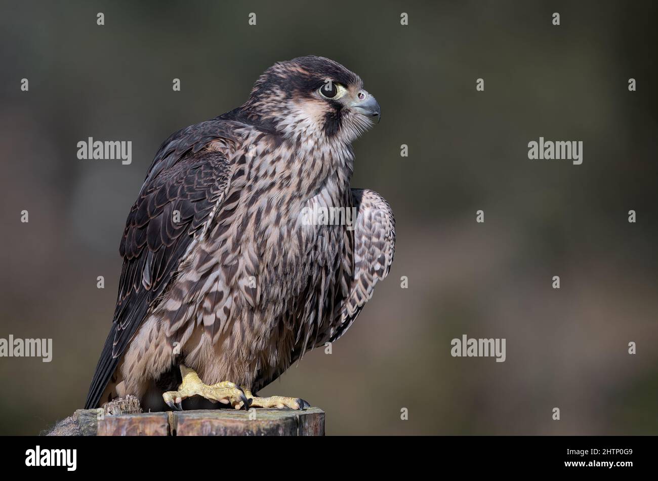 Un retrato de cerca de un halcón peregrino, Falco peregrinus, también conocido como un halcón de pato. Foto de stock