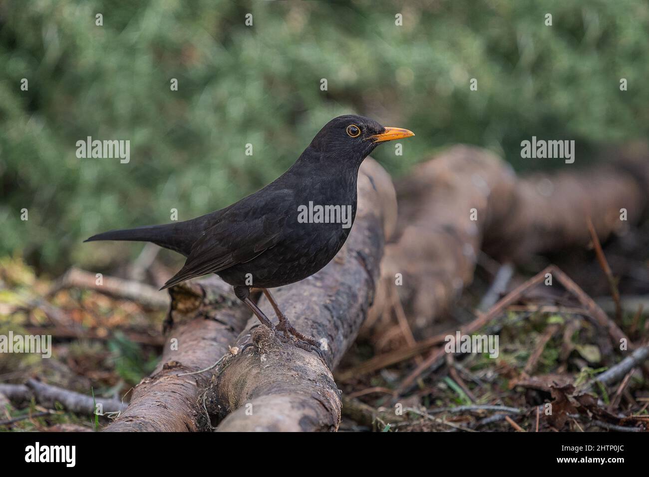 Un primer plano de un ave negra masculina, Turdus merula, como retrato de perfil Foto de stock