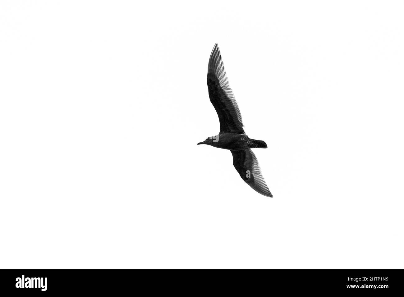 Un disparo de ángulo bajo de una gaviota volando en el cielo Foto de stock