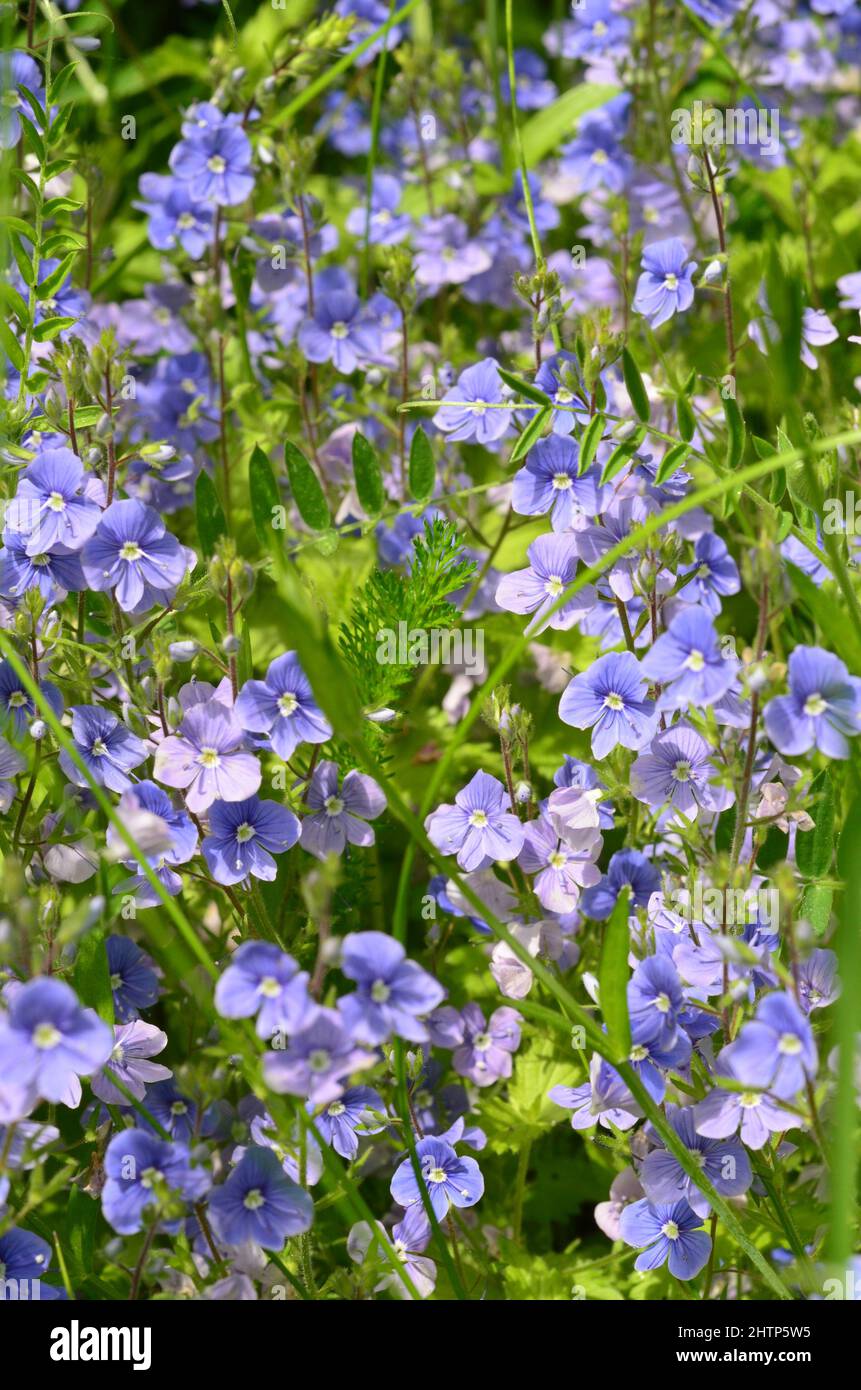 Ehrenpreis blaue kleine Blume ; pequeña flor azul verónica en verano Foto de stock