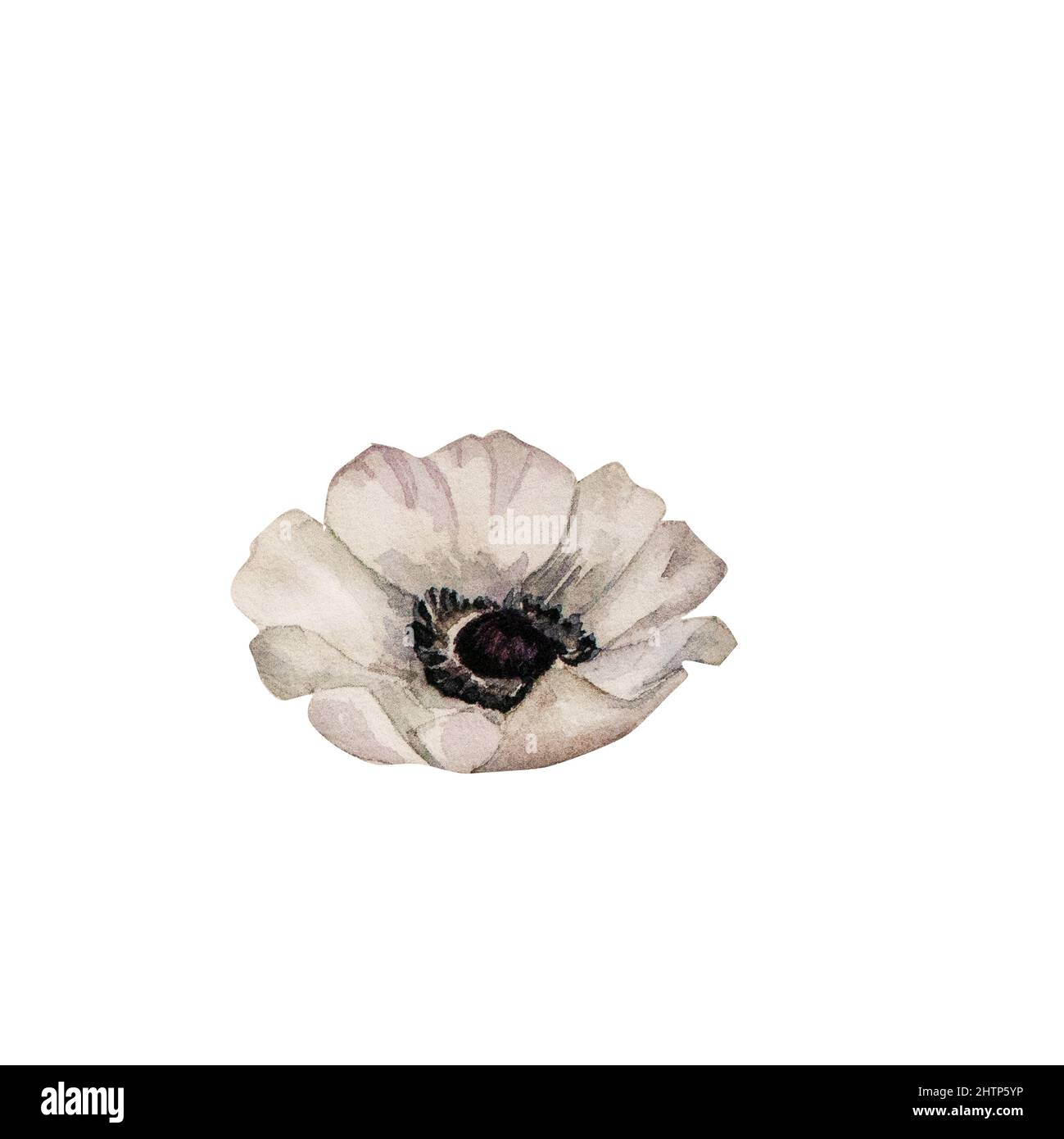 Ilustración de acuarela de flor de anémona blanca. Flor rosa pintada a mano  aislada sobre fondo blanco. Para tarjetas de felicitación, invitaciones,  diseño Fotografía de stock - Alamy