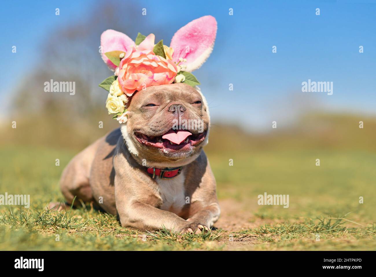 Perro Bulldog francés vestido con orejas de conejo de Pascua diadema con flores Foto de stock