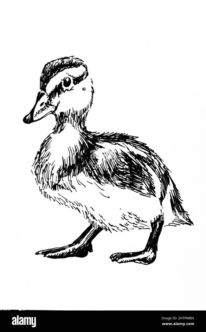 Ilustración dibujada a mano de pato, pluma de tinta negra Foto de stock