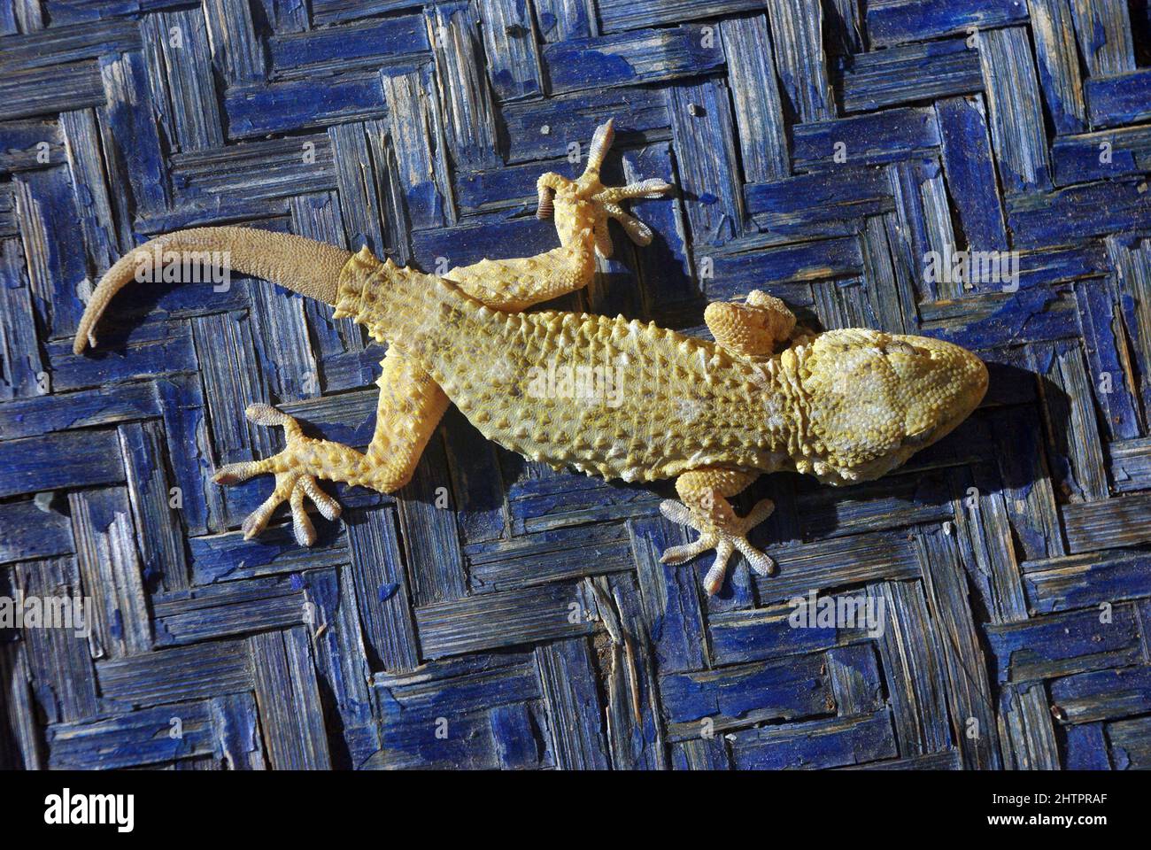 Muro común Gecko, Gecko moro (Tarentola mauritanica) Foto de stock