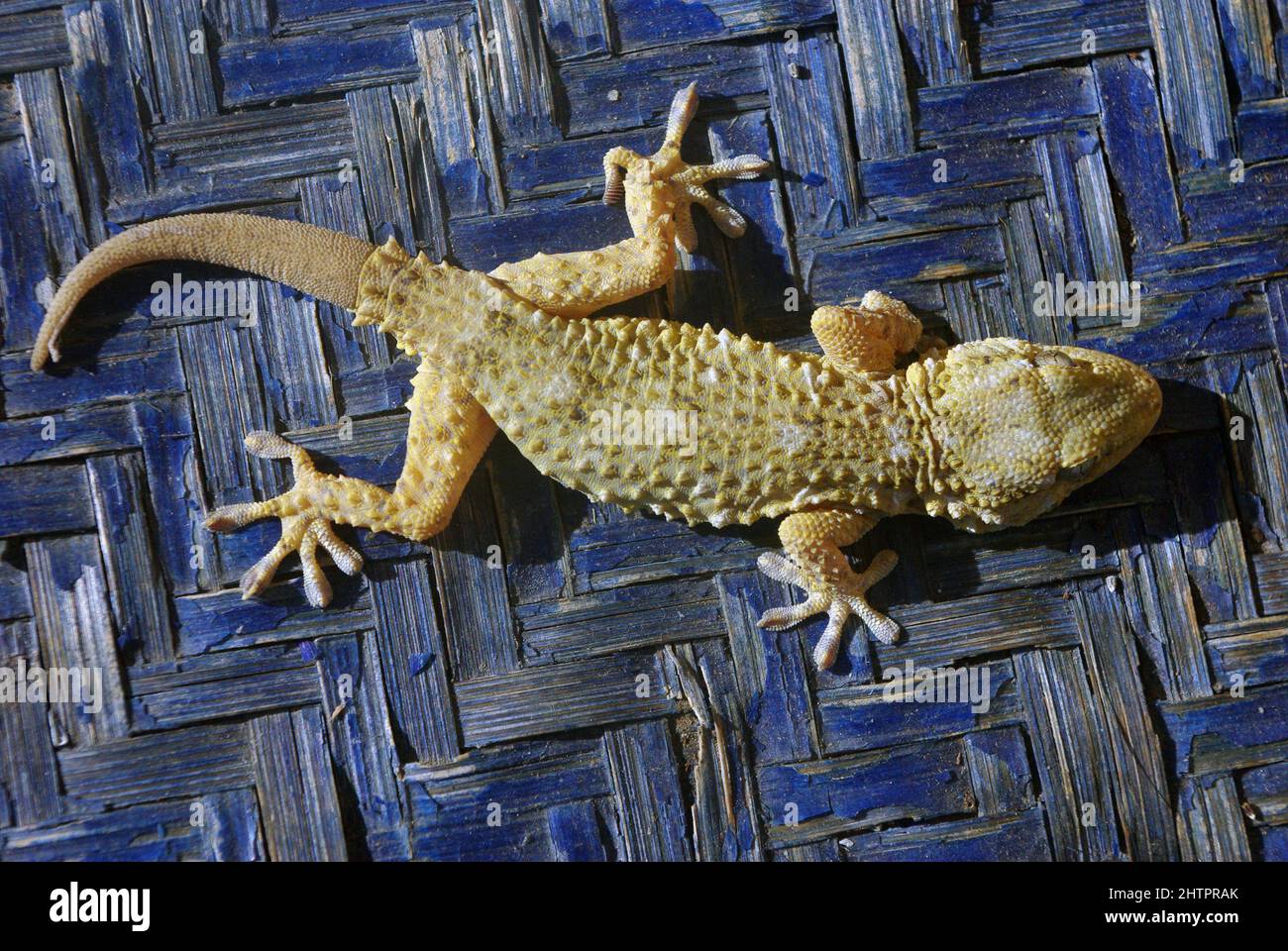 Muro común Gecko, Gecko moro (Tarentola mauritanica) Foto de stock