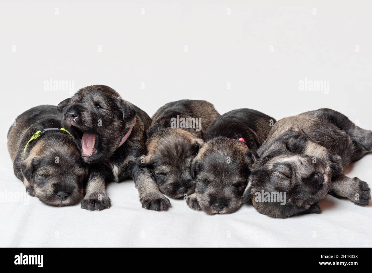Bebe Schnauzer Fotos E Imagenes De Stock Alamy