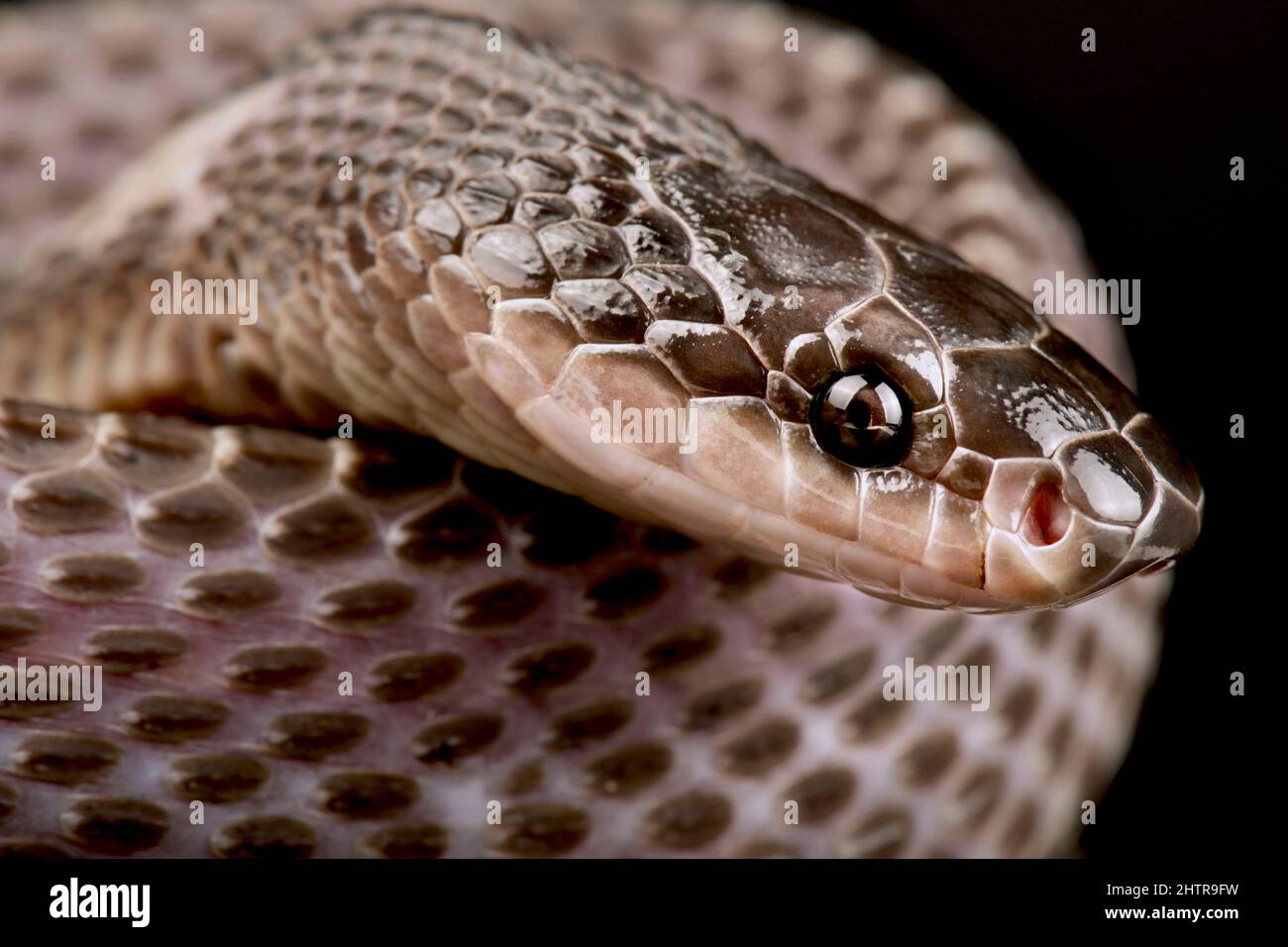Serpiente de cascabel (Limaformosa capensis) Foto de stock