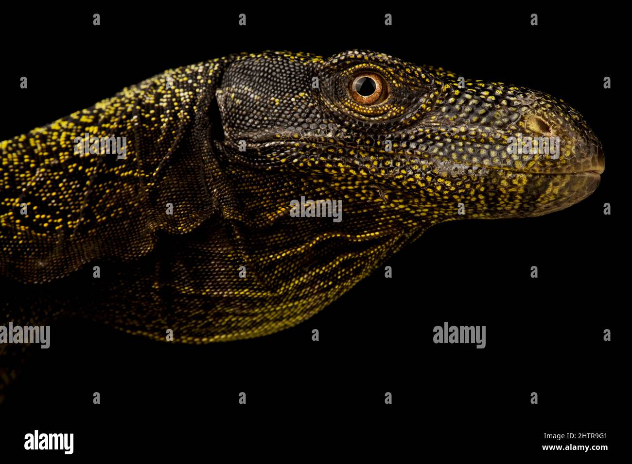Monitor de cocodrilo (Varanus salvatorii) Foto de stock