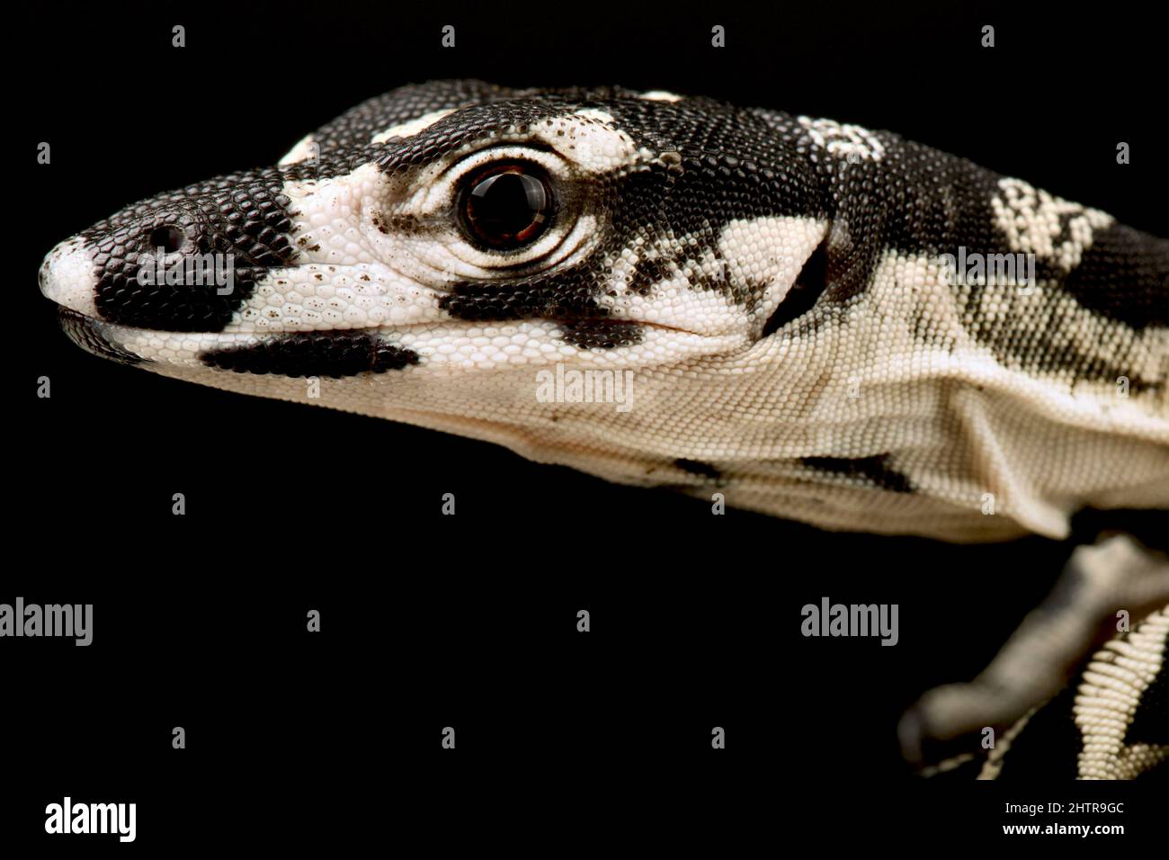 Monitor de encaje (Varanus varius) Foto de stock