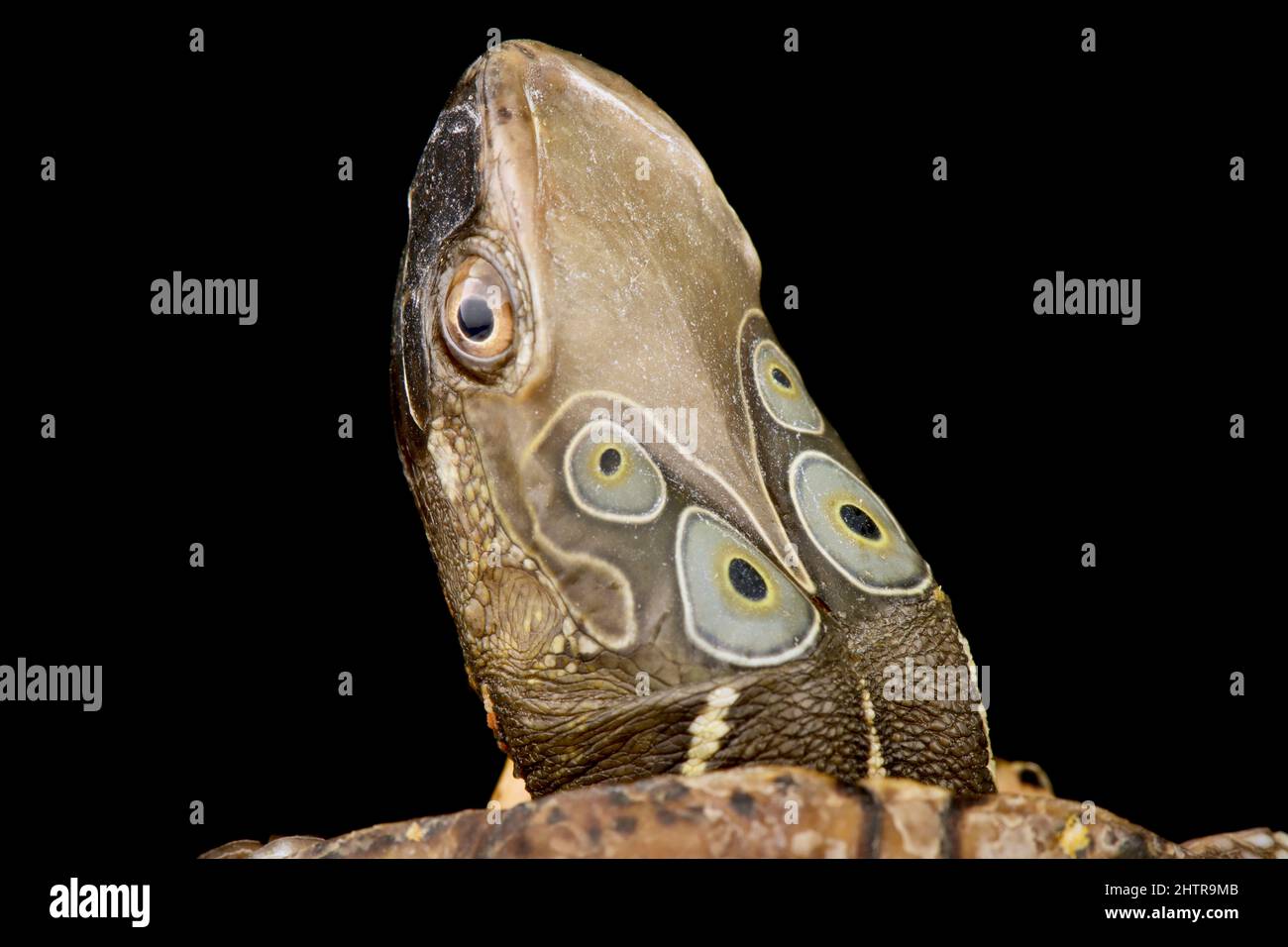 Cuatro ojos (tortuga Sacalia quadriocellata) Foto de stock