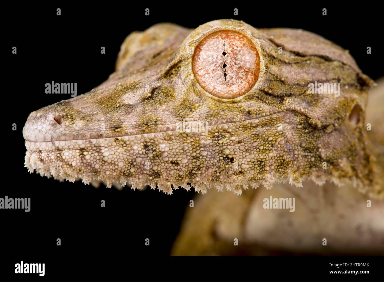 Gecko de cola de hoja de Henkel (Uroplatus Henkel) Foto de stock