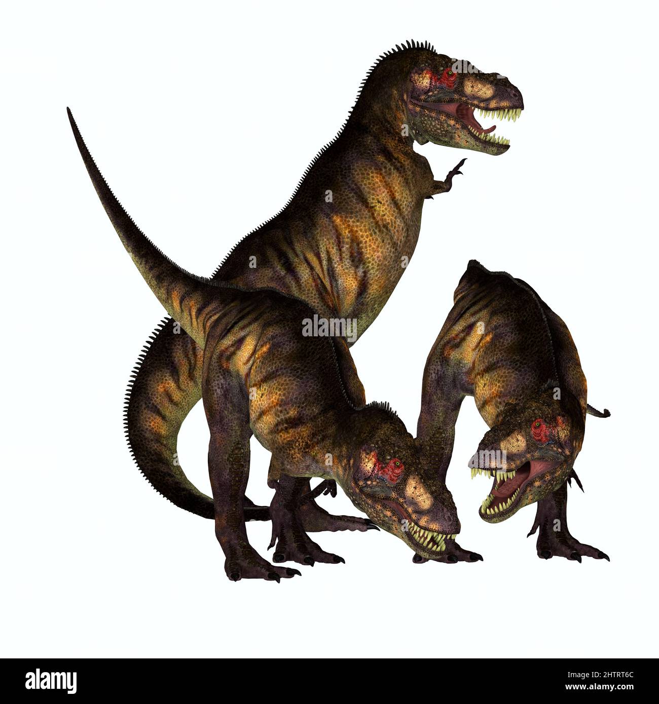 Tyrannosaurus rex fue un dinosaurio terópodo carnívoro que vivió en América del Norte durante el período Cretácico. Foto de stock