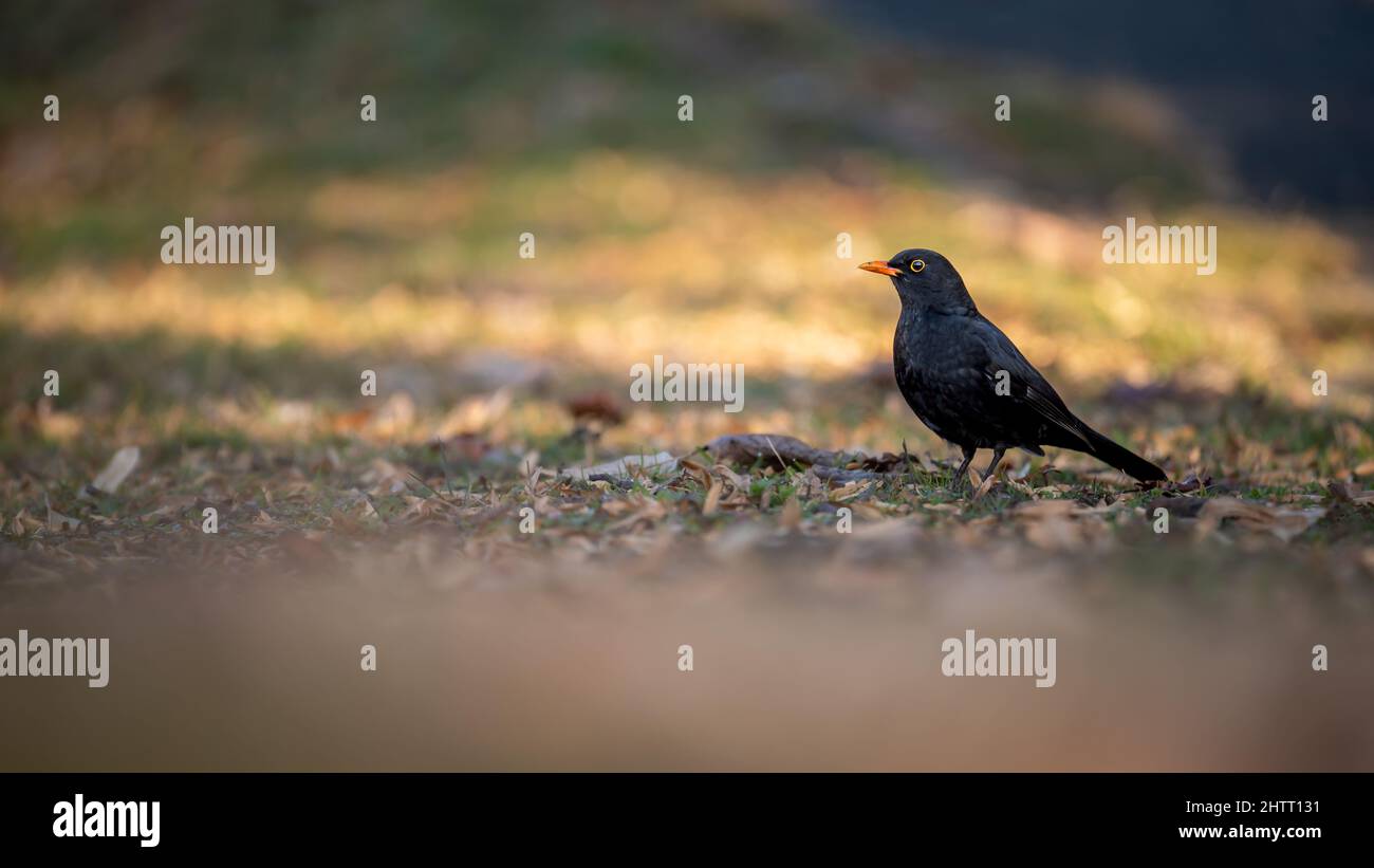 Blackbird en la hierba. Pájaro negro común. Turdus merula. Ave negra eurasiática en un día soleado. Foto de stock