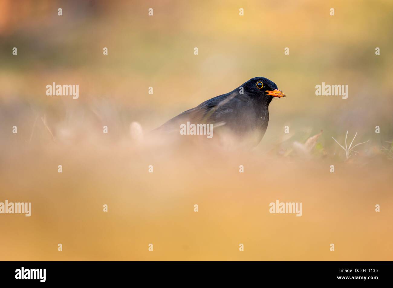 Blackbird en la hierba. Pájaro negro común. Turdus merula. Ave negra eurasiática en un día soleado. Foto de stock