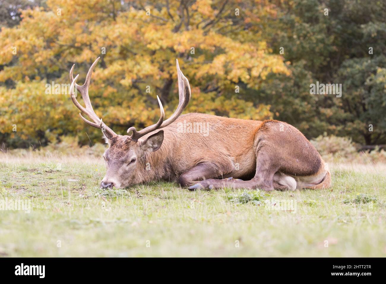 Ciervo Rojo (Cervus elaphus) ciervo descansando durante el rut Foto de stock
