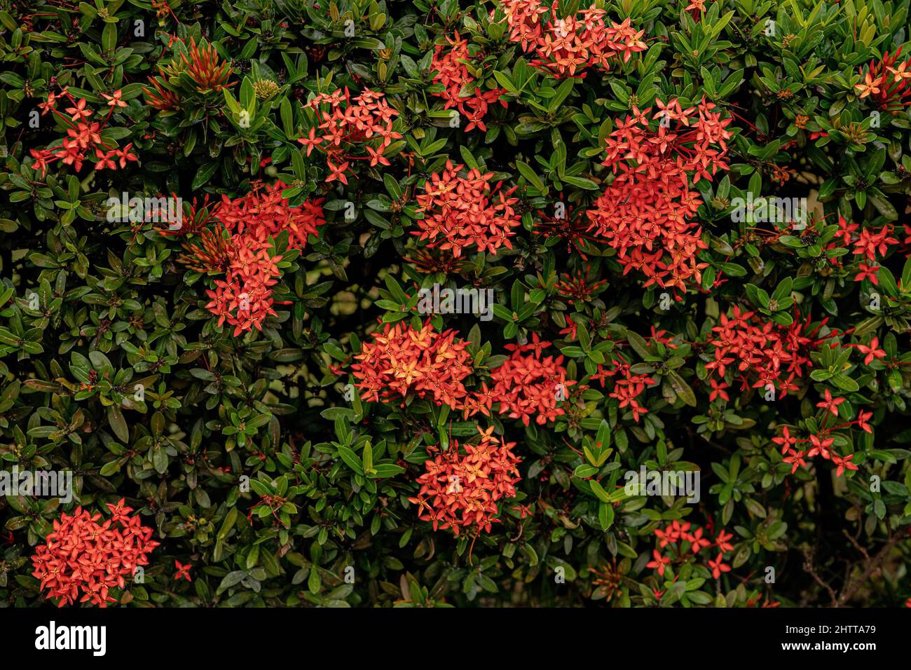 Planta de Ixora China Flor de la especie Ixora chinensis Fotografía de  stock - Alamy