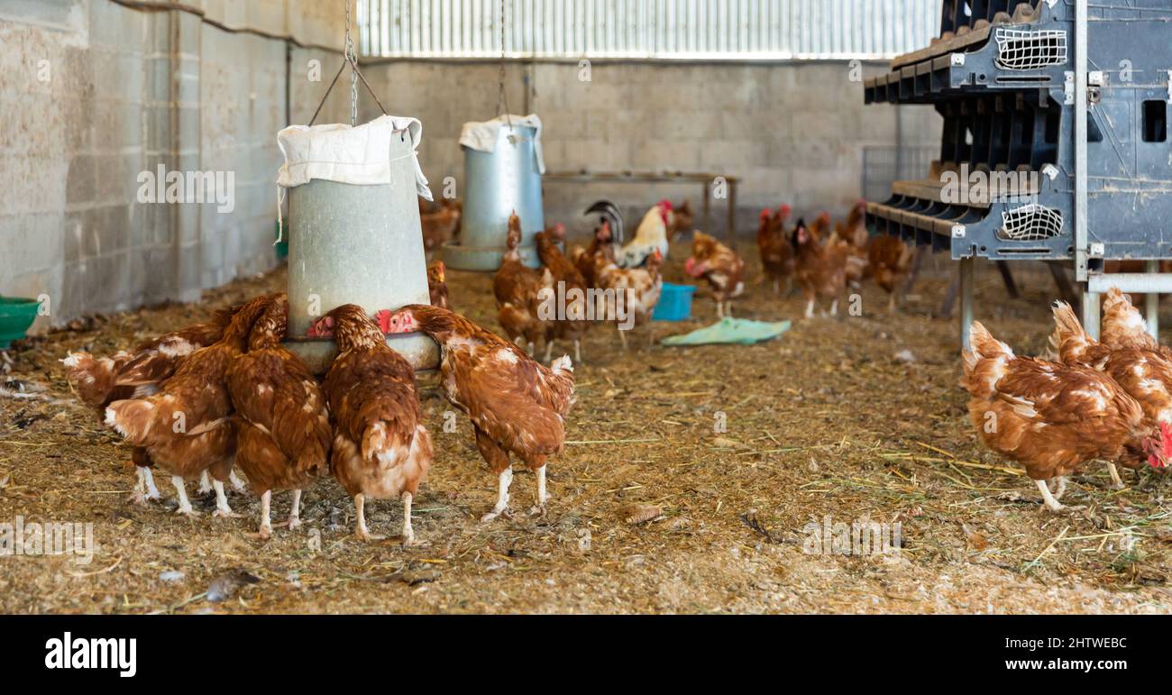 Pollos en casa de aves equipadas con poughs de alimentación y sección de  criadero Fotografía de stock - Alamy