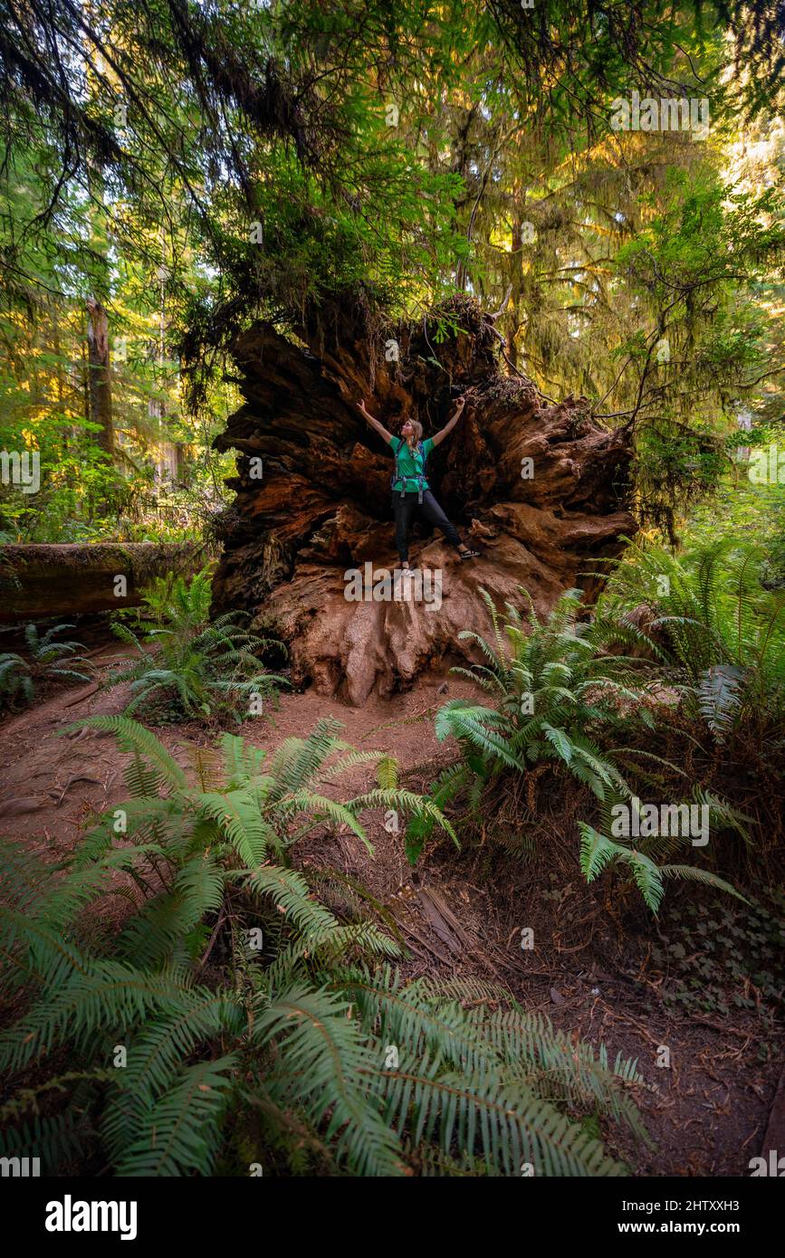 Mujer joven de pie en el tronco caído de un secoya, secoya costera (Sequoia sempervirens), bosque con helechos y densa vegetación, Jedediah Foto de stock