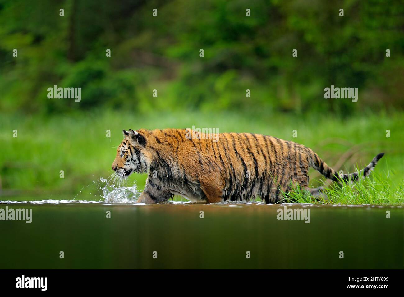 Jogo do tigre imagem de stock. Imagem de respingo, lago - 26669937