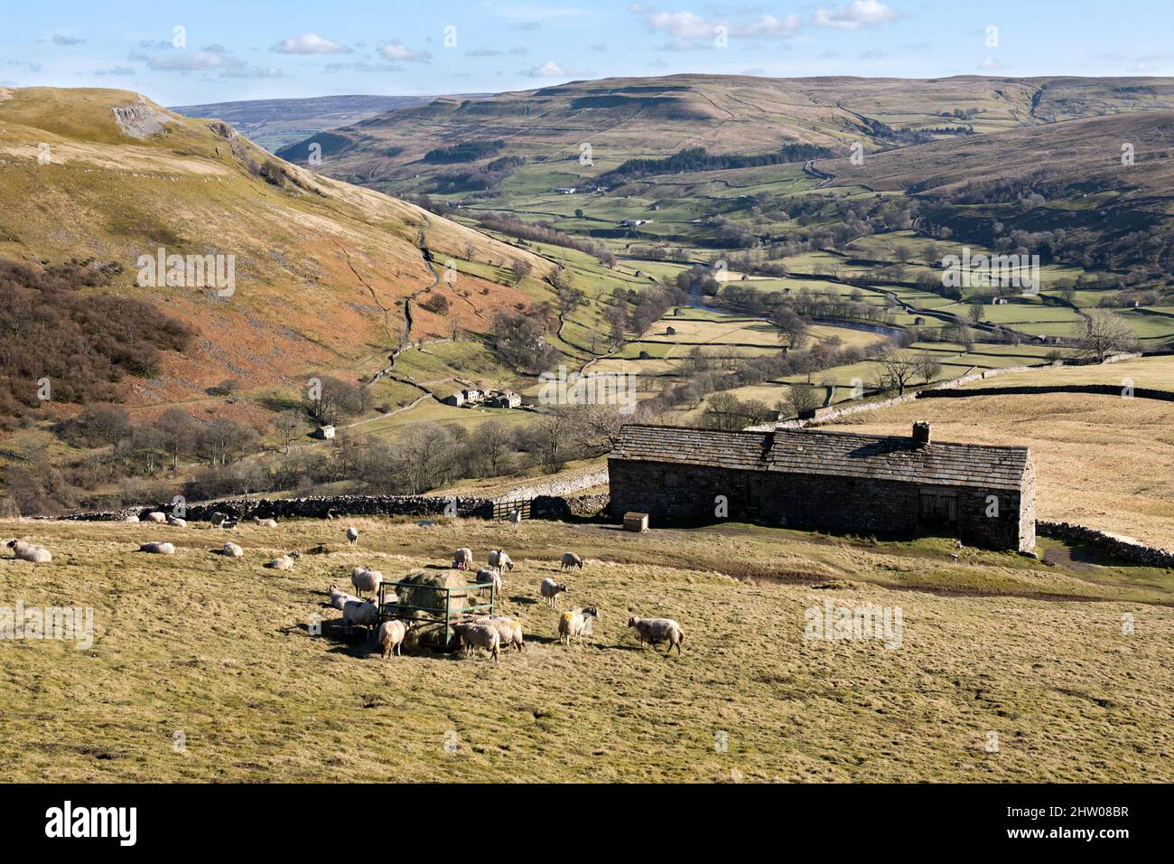 Vea a Swaledale, mientras las ovejas de raza Swaledale pastan sobre el pueblo de Muker en el Parque Nacional Yorkshire Dales, Reino Unido Foto de stock