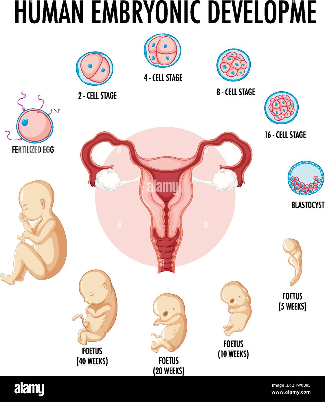 Desarrollo Embrionario Humano En Ilustración Infográfica Humana Imagen Vector De Stock Alamy 3474