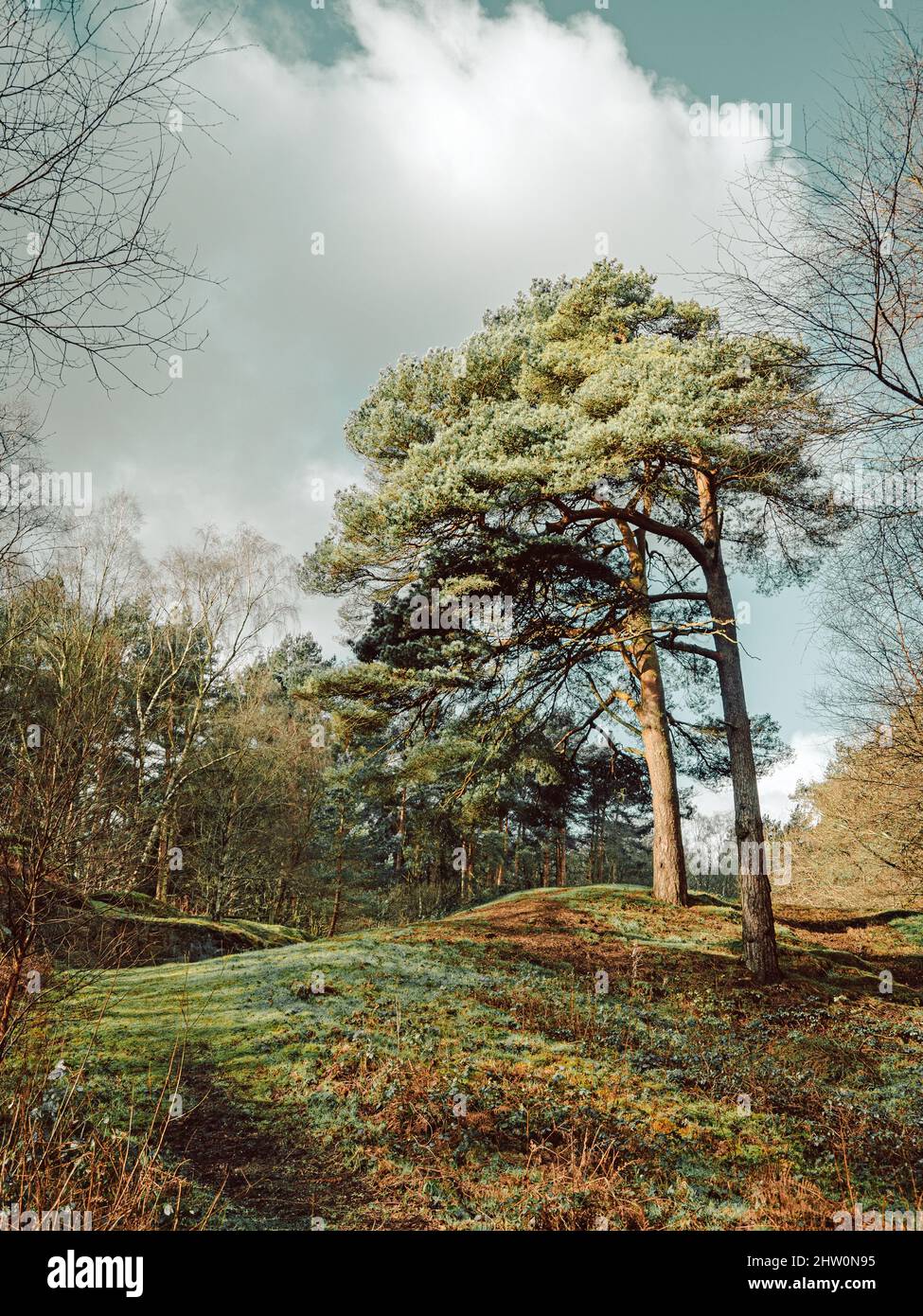 Los árboles y los bosques de la campiña británica. Viejos robles y pinos y olmos de varios lugares en Cheshire y alrededor del Reino Unido. Foto de stock