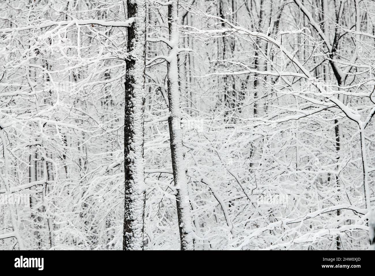 Bosque nieve escénico. Foto de stock