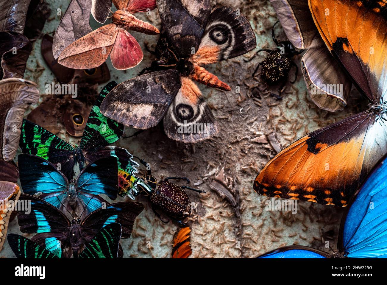 Una hermosa y colorida colección de insectos científicos detroued por un escarabajo de alfombra (Anthrenus verbasci). Varias polillas tropicales y mariposas Foto de stock