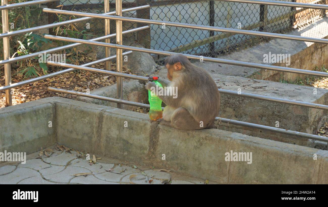 Bangalore,Karnataka,India-Marzo 03 2022: Mono macaco indio embarazada robando y bebiendo agua de la botella de plástico en el zoológico de Bannarghetta, Bangalore Foto de stock