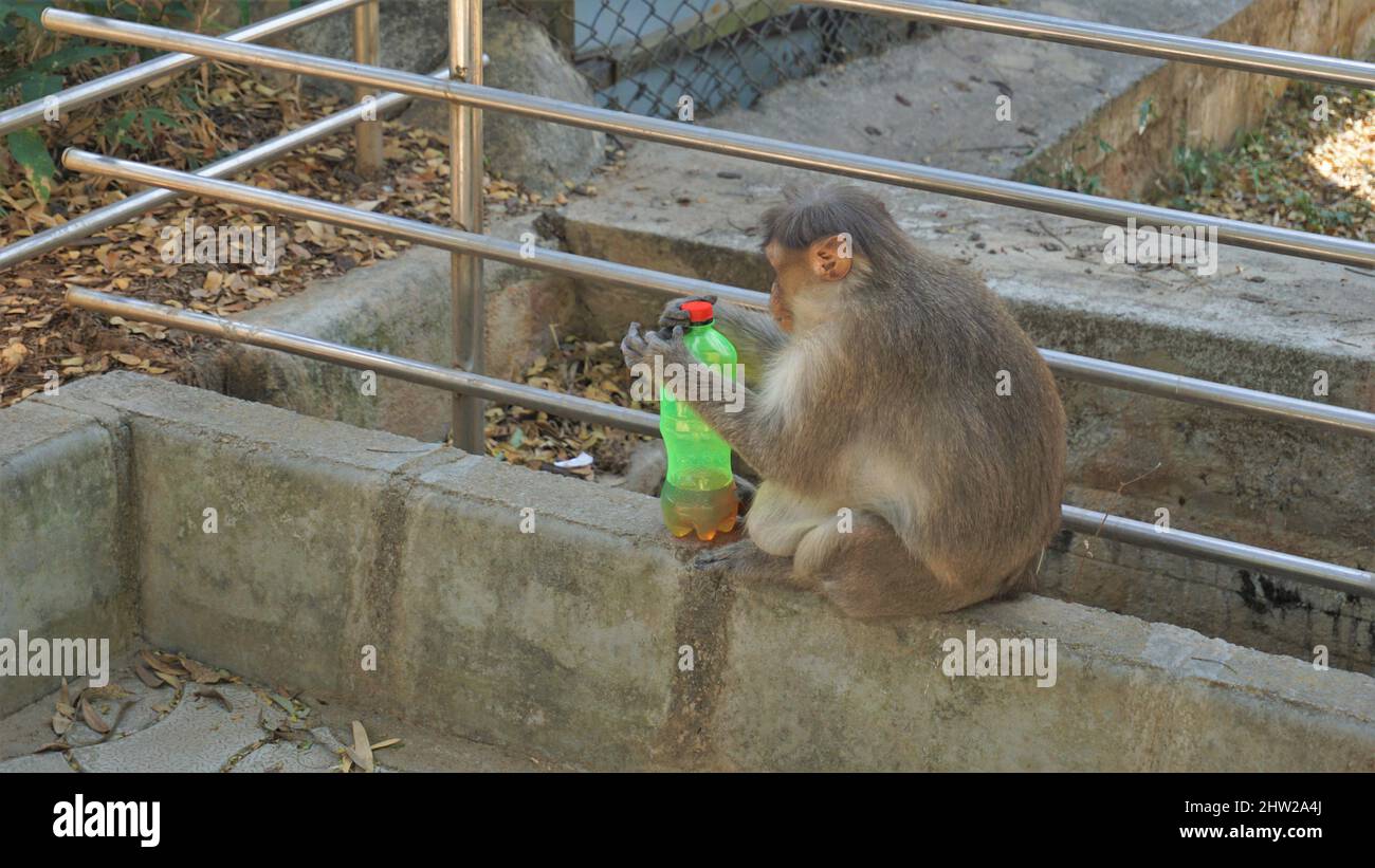 Bangalore,Karnataka,India-Marzo 03 2022: Mono macaco indio embarazada robando y bebiendo agua de la botella de plástico en el zoológico de Bannarghetta, Bangalore Foto de stock