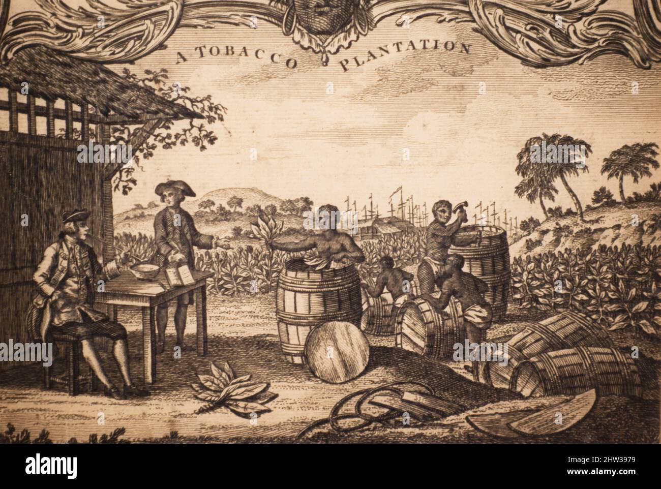 Slaves in tobacco plantation fotografías e imágenes de alta resolución