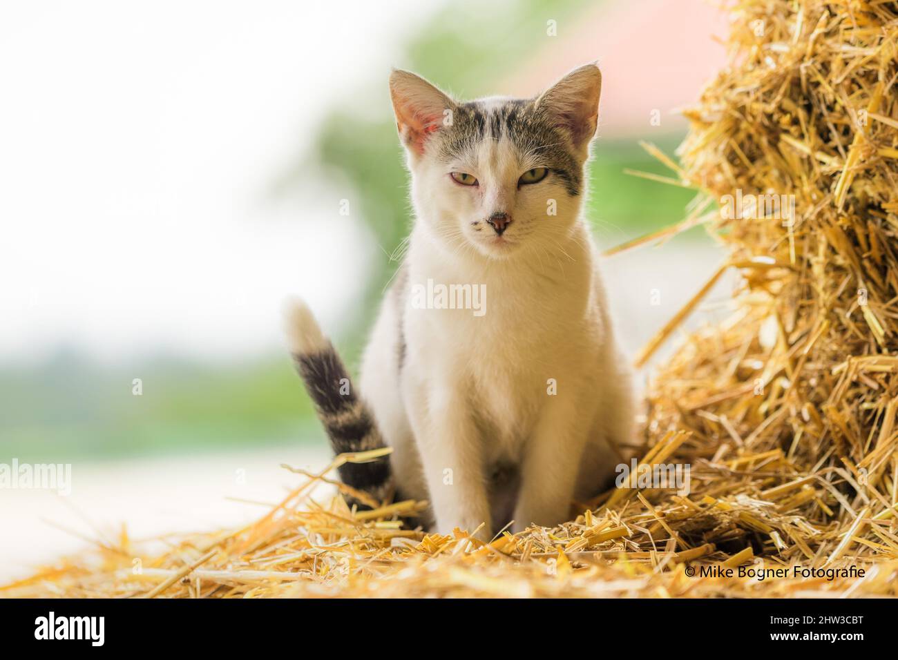 Disparo de enfoque selectivo de un gato sobre la paja Fotografía de stock -  Alamy