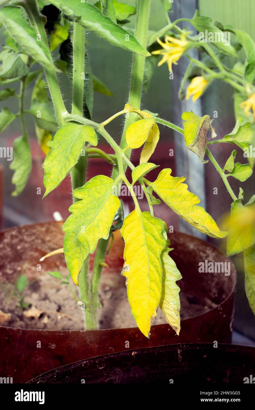 Hojas de tomate amarillo fotografías e imágenes de alta resolución - Página  4 - Alamy