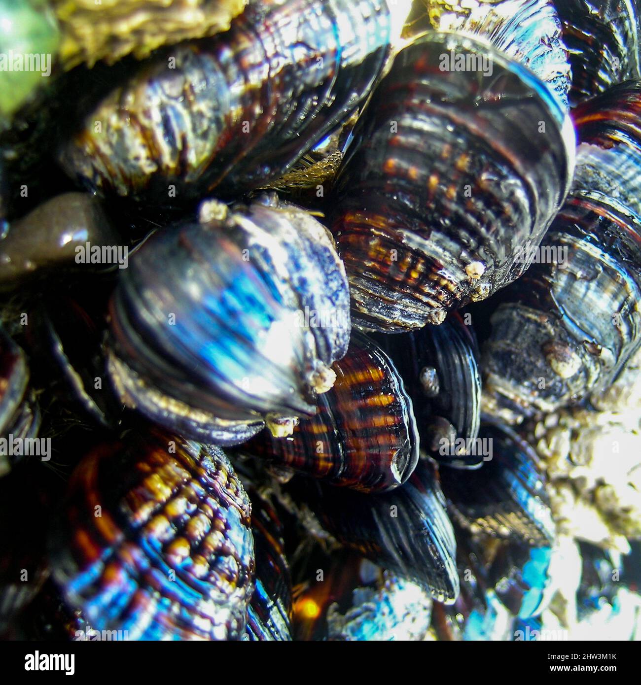 El mejillón (/ˈmʌsəl/) es el nombre común utilizado para miembros de varias familias de moluscos bivalvos, procedentes de hábitats de agua salada y agua dulce Foto de stock