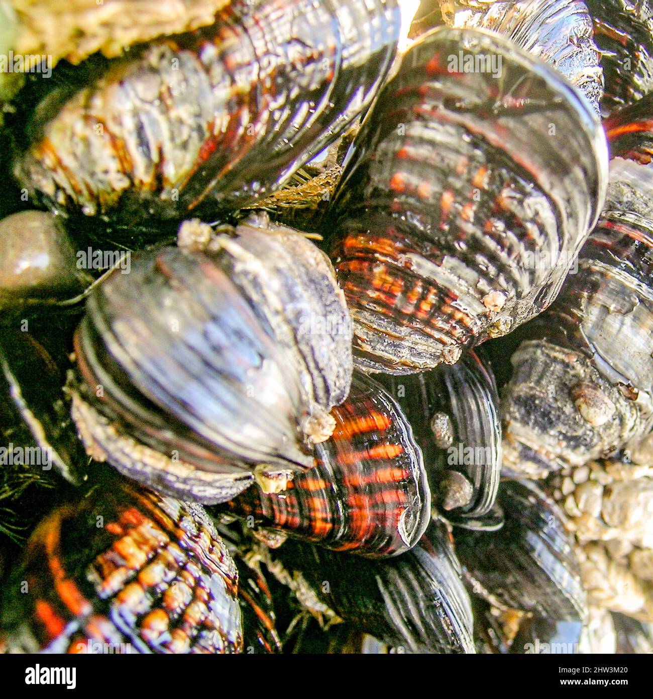 El mejillón (/ˈmʌsəl/) es el nombre común utilizado para miembros de varias familias de moluscos bivalvos, procedentes de hábitats de agua salada y agua dulce Foto de stock
