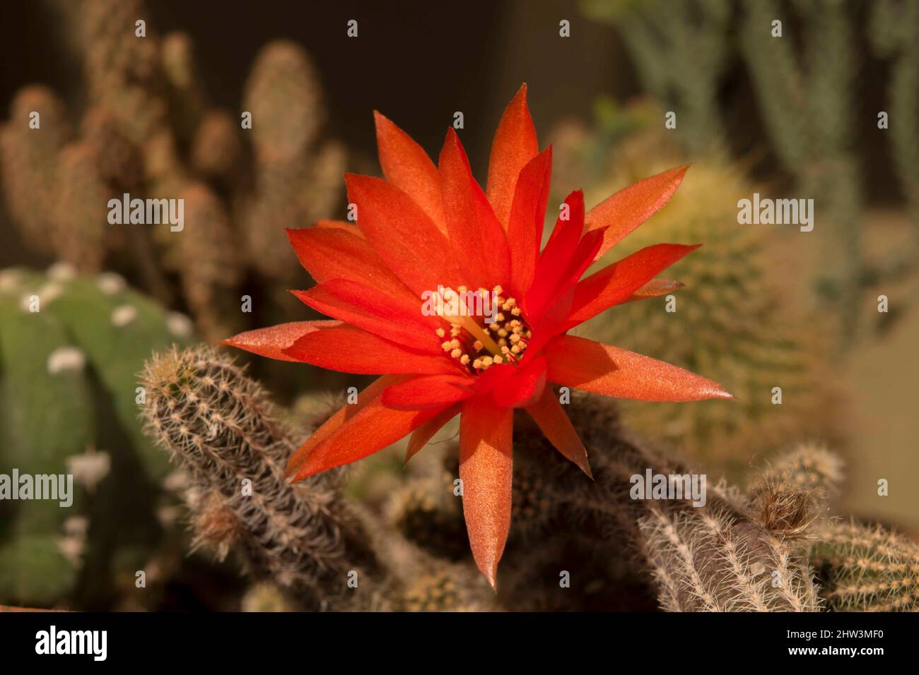flor roja grande de un cactus Foto de stock