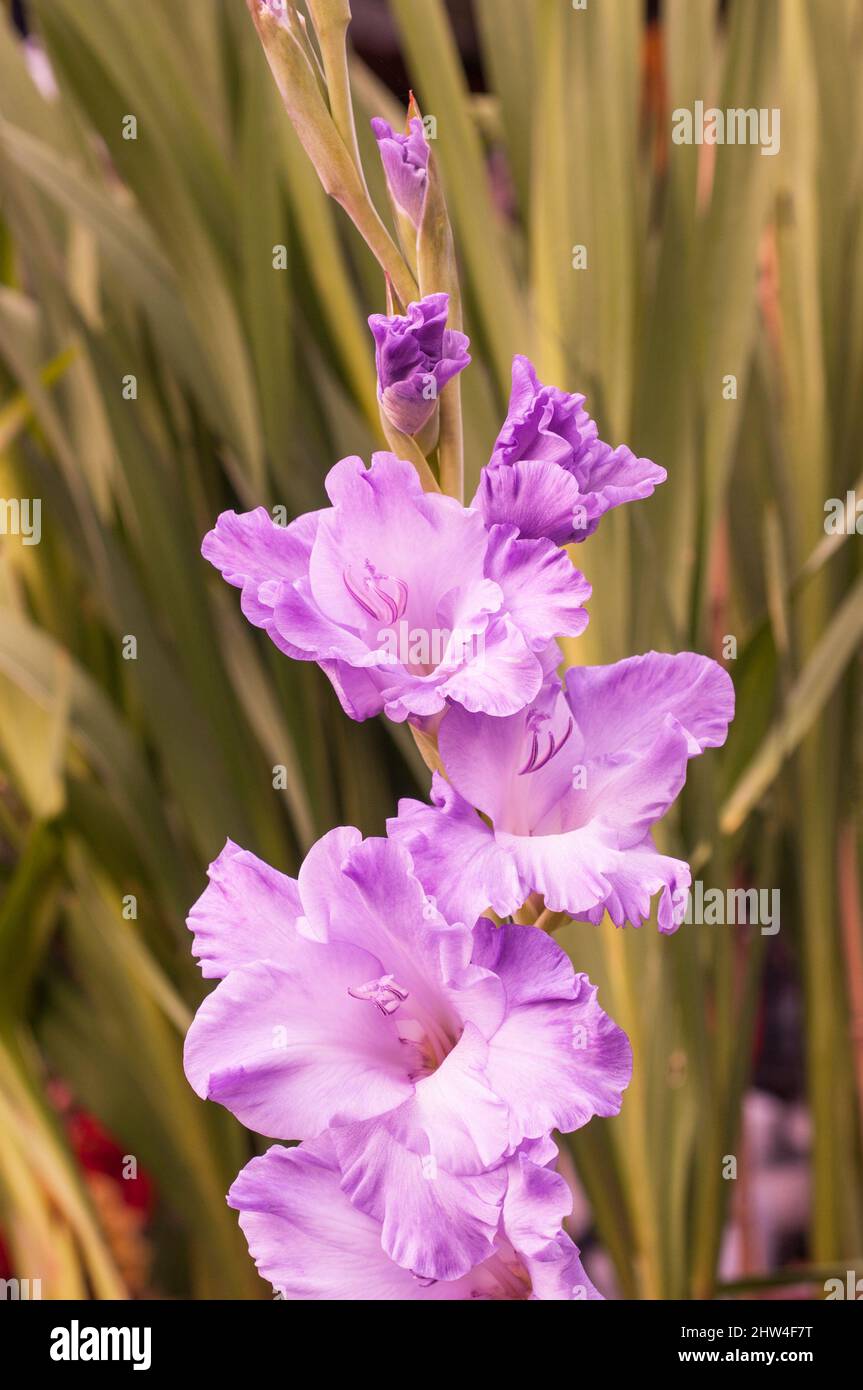 Primer plano de las flores lilas grandes flores de Gladiolus Milka contra un fondo de hojas un verano floración cormous perenne que es medio resistente Foto de stock