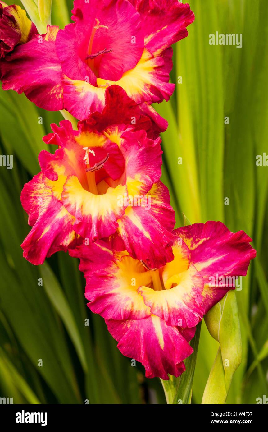Primer plano de las grandes flores rojas y amarillas de Gladiolus Estéreo contra un fondo de hojas un verano floración cormous perenne que es medio resistente Foto de stock