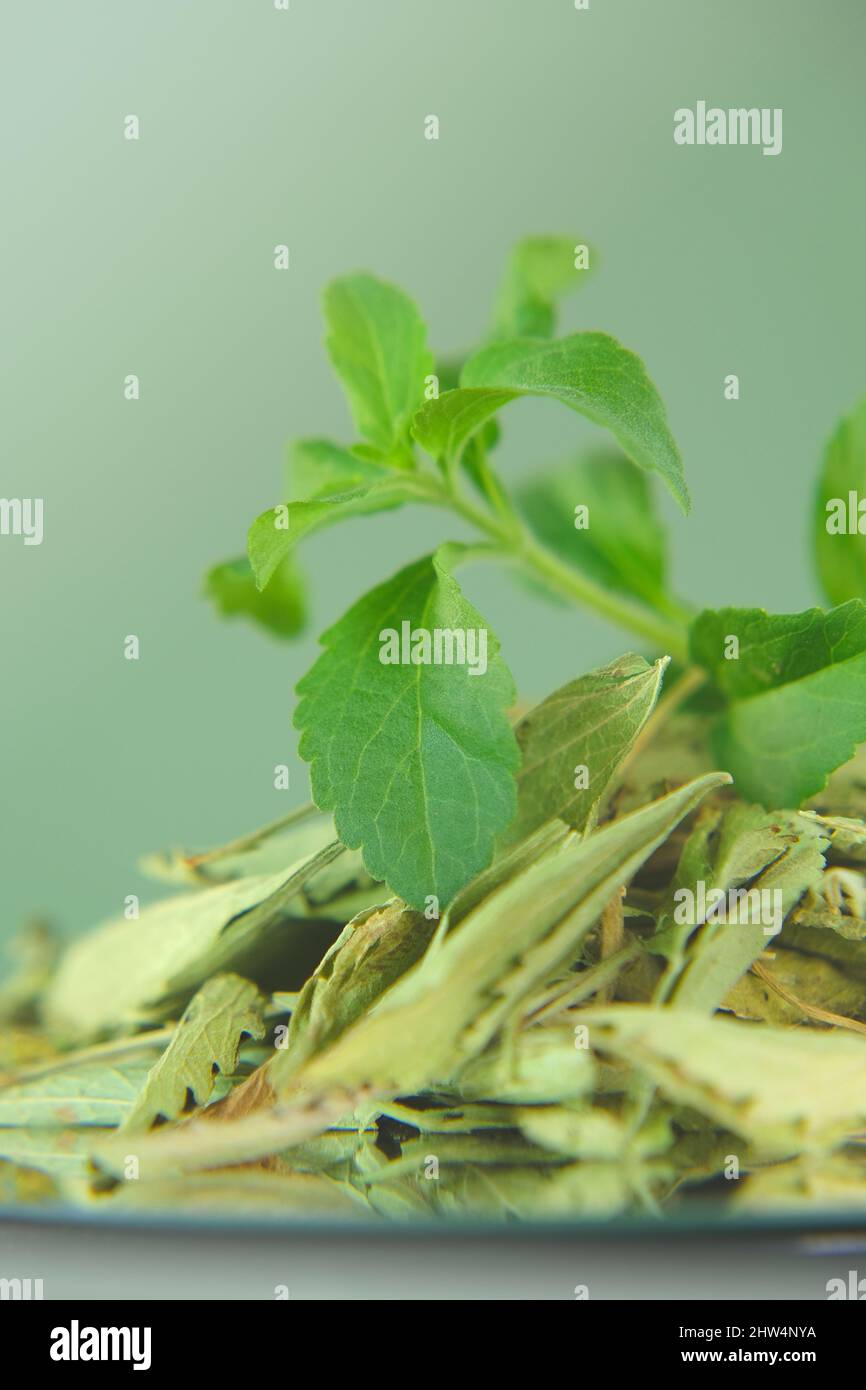 Stevia ramitas verdes frescas y hojas de stevia secas cerca en una taza redonda Endulzante natural orgánico. Foto de stock