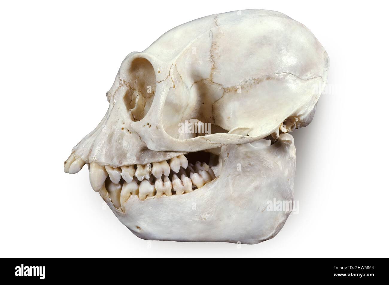 Colobus Monkey Skull (Colobus angolensis cottoni), Akenge, Zaire, África Foto de stock