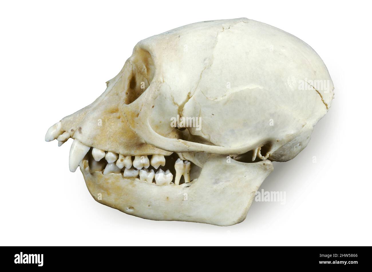 Diana Monkey Skull (Cercopithecus diana), Nyassaland (Malawi), África Foto de stock