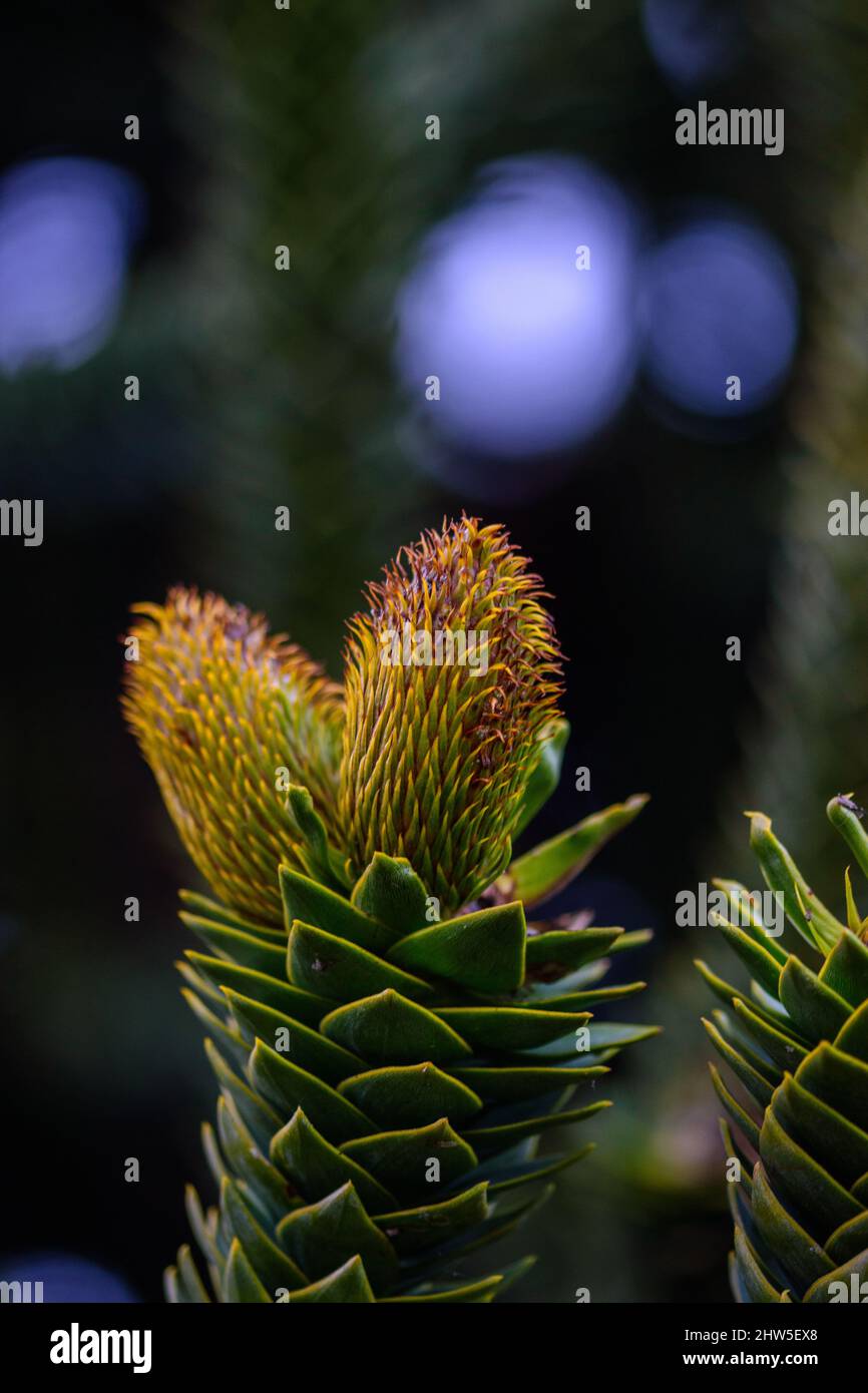 Disparo selectivo de Araucaria araucana (rompecabezas de mono) floreciente rama Foto de stock