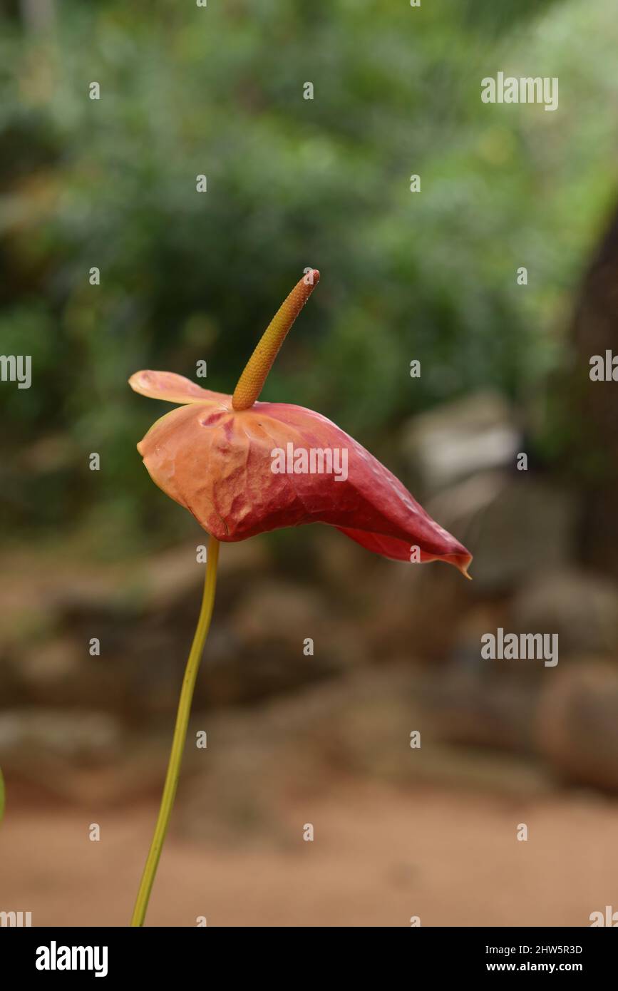 Hermosa flor de Anthurium. Flor en forma de corazón. El Anthurium es una flor que se puede utilizar para la decoración general de la casa como el wel Foto de stock