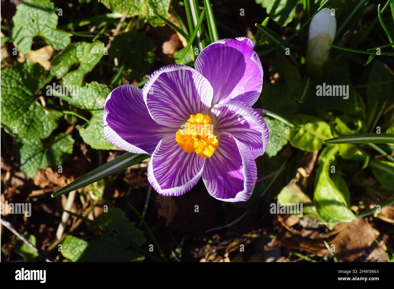 Primer plano de un crocus de flores blancas y púrpura con pistil naranja amarillo. En el sol entre las hojas del htrrm del witheredsmf en un jardín holandés. Foto de stock